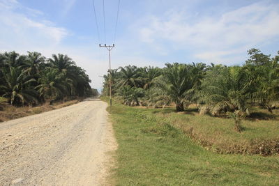 Dirt road amidst trees against sky