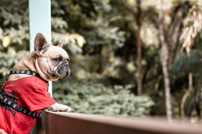 View of a dog looking away
