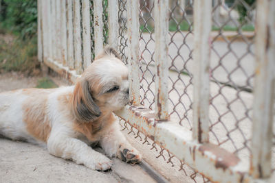 Shih tzu dog sleeping in front of the gate.