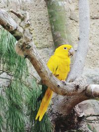 Bird perching on tree trunk