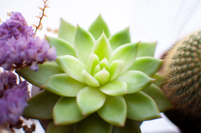 Close-up of succulent plant