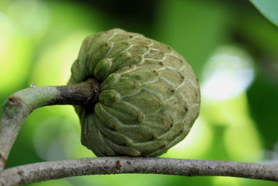 Close-up of leaf on tree