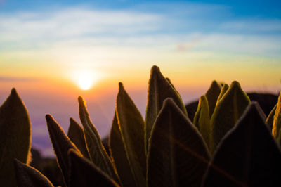 Close-up of plants against sunset sky