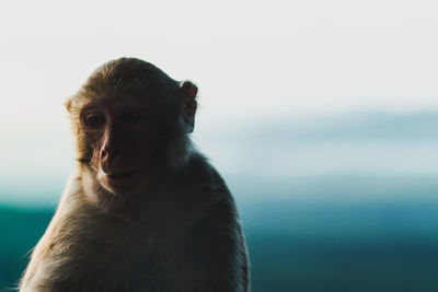 Close-up of monkey sitting outdoors