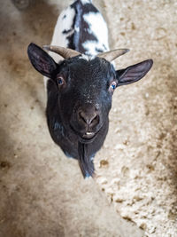 Close-up portrait of a goat