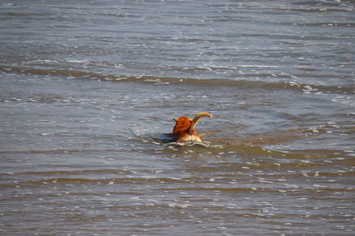 Bird flying over lake