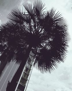 Low angle view of silhouette trees against sky