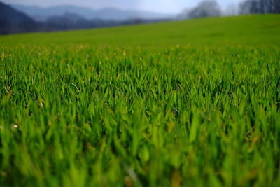 Crops growing on field