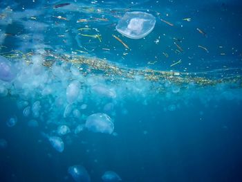 View of jellyfish in sea