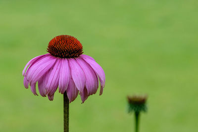 Close-up of purple coneflower blooming outdoors