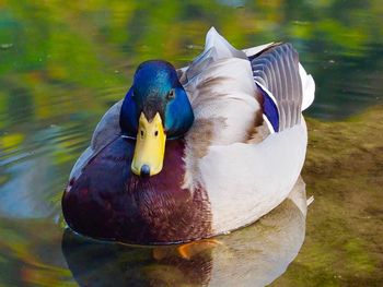 Close-up of duck swimming in lake