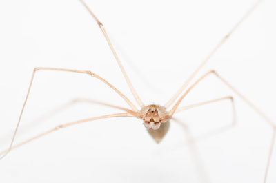 Close-up of spider against white background