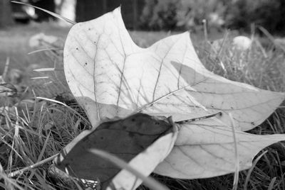 Close-up of autumnal leaves on field