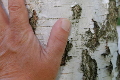 Close-up of hand on tree trunk
