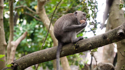 Monkey macaque in the rain forest. monkeys in the natural environment. long-tailed macaques