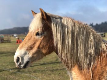 Close-up of horse on field against sky