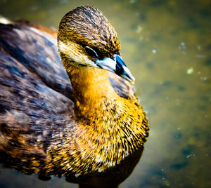 Close-up of a bird