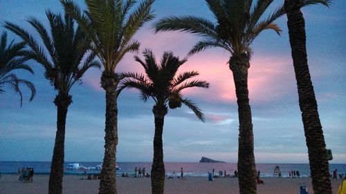 Palm trees on beach against sky