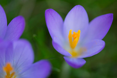 Close-up of purple crocus blooming outdoors