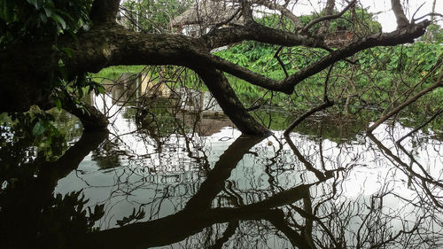 Tree by lake in forest against sky