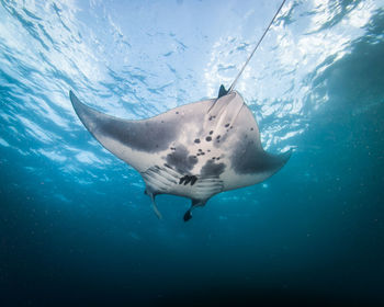 An underwater view of a large manta ray swimming overhead in bali, indonesia.
