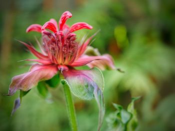 Close-up of pink flowering plant