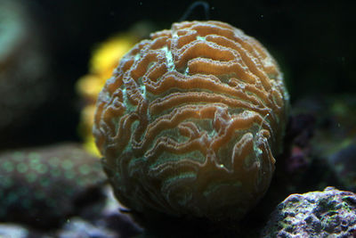 Close-up of turtle swimming in aquarium