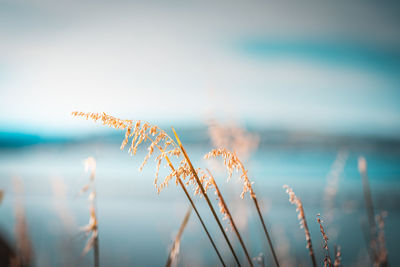 Close-up of plants against sea