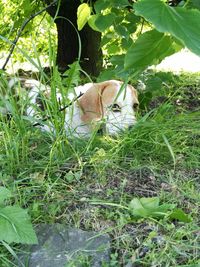 Close-up of dog on field