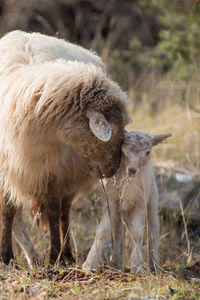 Close-up of sheep grazing on field