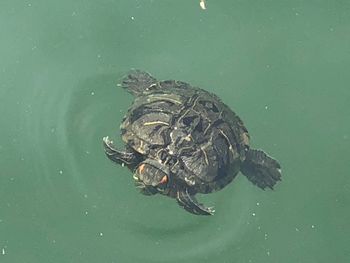 High angle view of turtle swimming in sea