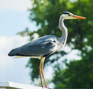 Close-up of gray heron perching on a tree