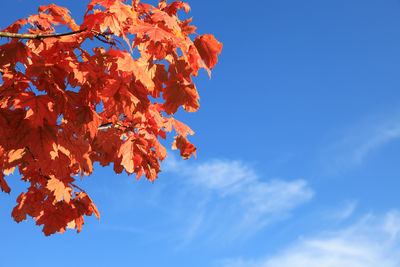 Low angle view of autumnal tree against sky