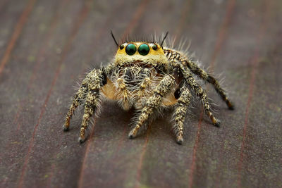 Close-up of spider