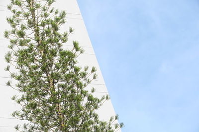 Low angle view of tree against blue sky