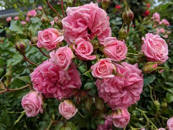 Close-up of pink roses