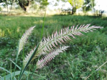 Close-up of grass growing on field