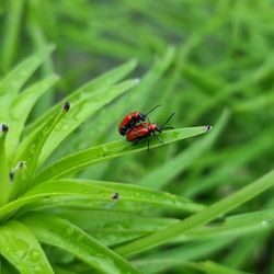 Close-up of ladybug on plant