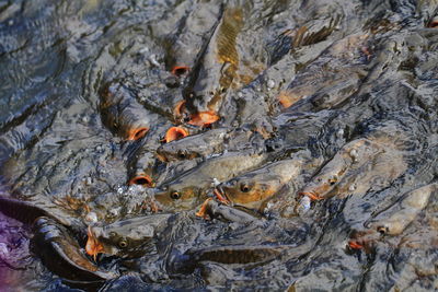 High angle view of koi carps swimming in lake