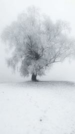 Trees on snow covered landscape