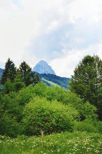 Scenic view of trees and mountains against sky