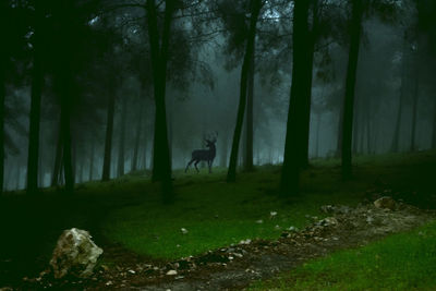 View of a dog in the forest