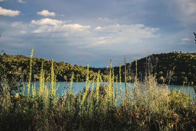 Plants growing by lake against sky