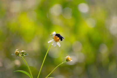 Close-up of bee pollinating on flower