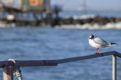 Close-up of seagull perching on railing against sea