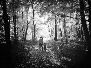 Trees in forest