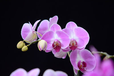 Close-up of pink flowers