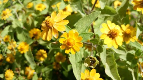 Close-up of yellow flowers blooming outdoors