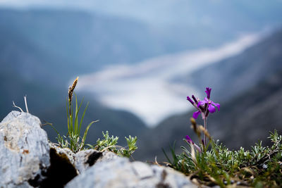 Close-up of crocus against plants