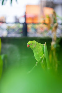 Close-up of a parrot